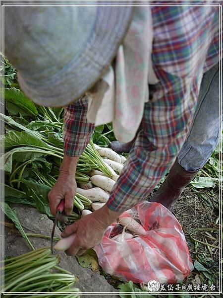 拔蘿蔔初體驗4.jpg 拔蘿蔔初體驗4.jpg