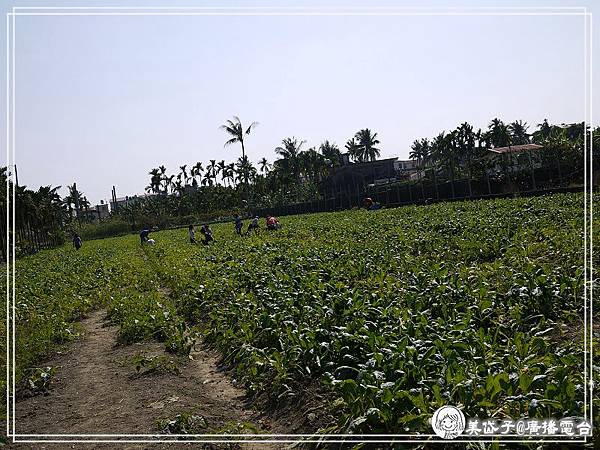 拔蘿蔔初體驗.jpg 拔蘿蔔初體驗.jpg