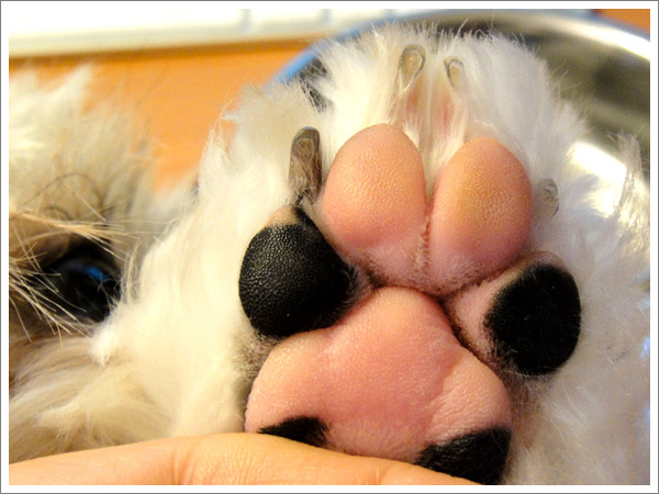 Dog_31.jpg Dog_31.jpg