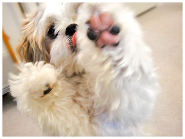 Dog_36.jpg Dog_36.jpg
