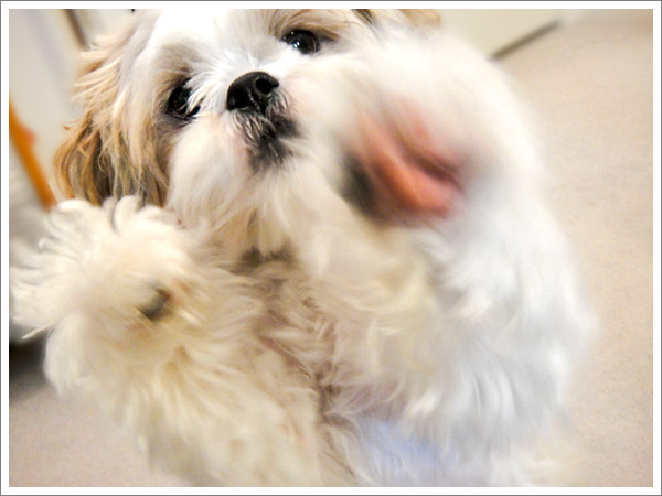 Dog_37.jpg Dog_37.jpg