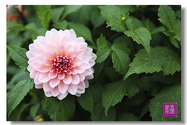 花花世界 菊花 斯言彤語 旅行攝 痞客邦