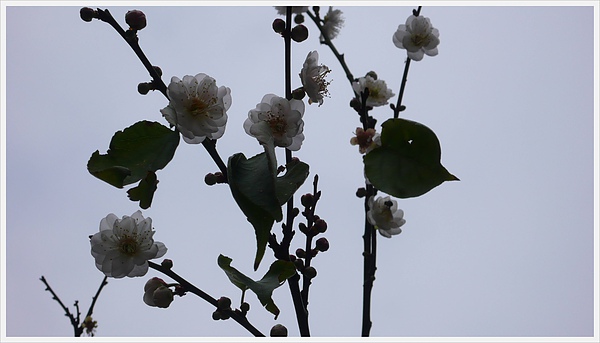 P1060163.jpg P1060163.jpg