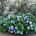 繡球花 繡球花