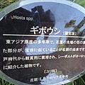 擬寶珠 擬寶珠