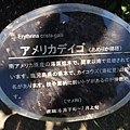 美國梯梧 美國梯梧