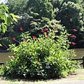 池畔紅花 池畔紅花