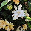 或許是茶花 或許是茶花