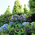 繡球花 繡球花
