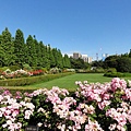 玫瑰花園 玫瑰花園