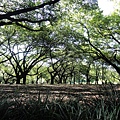 樹蔭 樹蔭