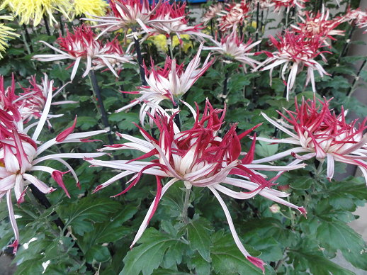 兩色菊 兩色菊