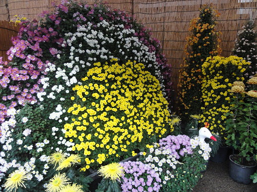 花孔雀 花孔雀