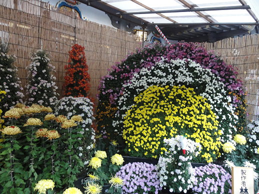 孔雀花壇 孔雀花壇