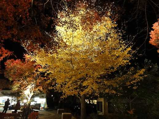 DSC07261.jpg DSC07261.jpg