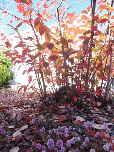 DSC07954.jpg DSC07954.jpg