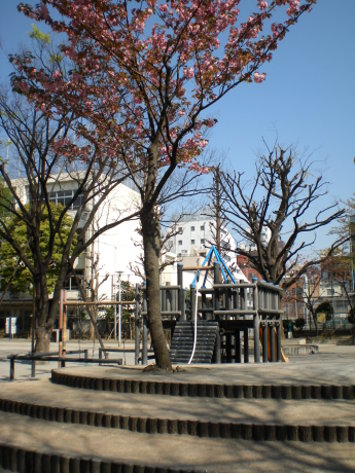 八重櫻 八重櫻
