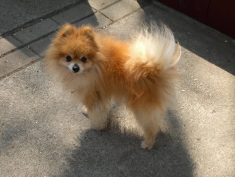 博美犬1 博美犬1