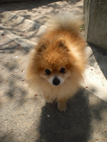 博美犬2 博美犬2