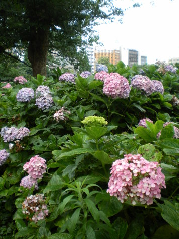 繡球花 繡球花