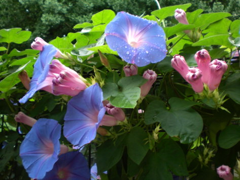 牽牛花 牽牛花
