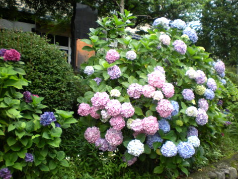 繡球花 繡球花