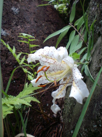 百合花 百合花