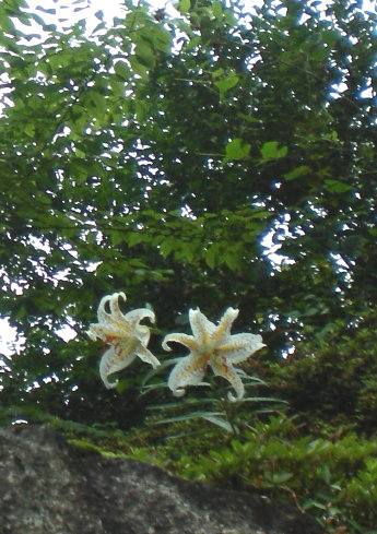 百合花 百合花