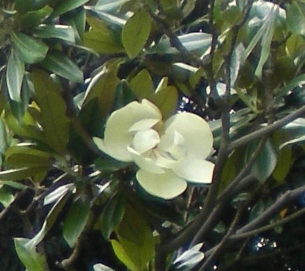 木蘭花 木蘭花