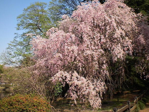櫻花 櫻花