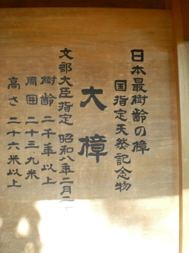 大樟.jpg 大樟.jpg