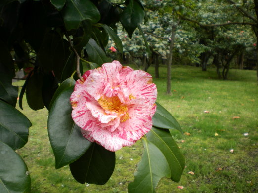 茶花之一.jpg 茶花之一.jpg