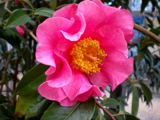 茶花之七.jpg 茶花之七.jpg