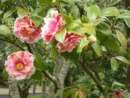 茶花之九.jpg 茶花之九.jpg