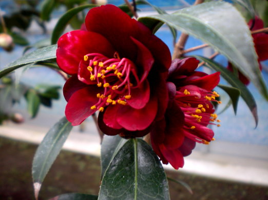 茶花之六.jpg 茶花之六.jpg