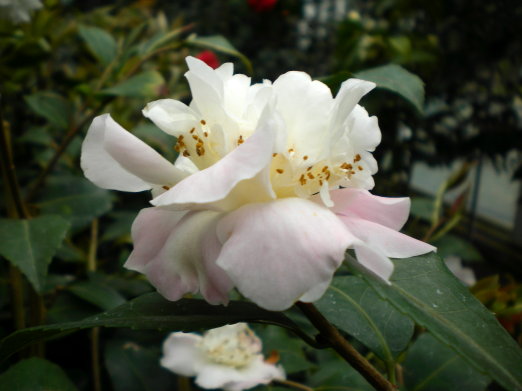 茶花之四.jpg 茶花之四.jpg