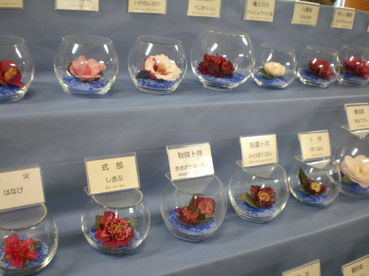 茶花品種.jpg 茶花品種.jpg
