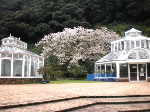 櫻花與涼亭.jpg 櫻花與涼亭.jpg
