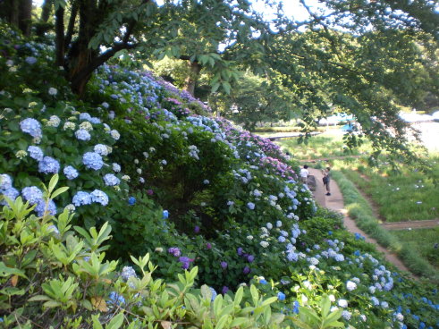 小田原繡球花之八 小田原繡球花之八