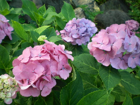 小田原繡球花之七 小田原繡球花之七