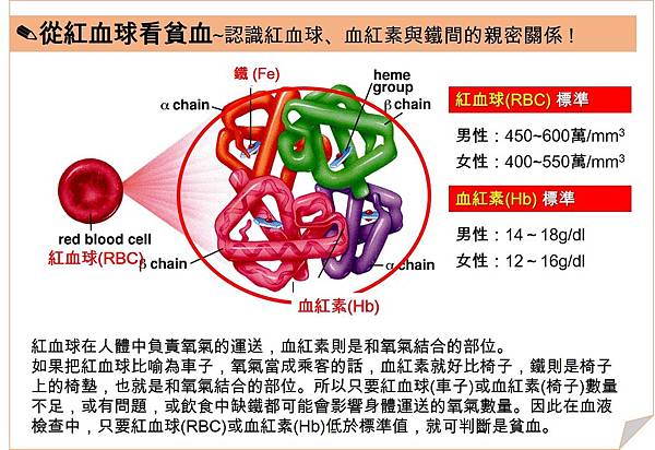 RBC,Hb,Fe間的關係 RBC,Hb,Fe間的關係
