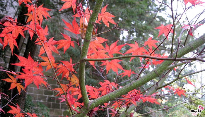 IMG_3957 IMG_3957