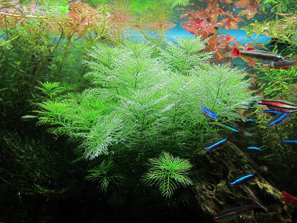 IMG_8277.jpg IMG_8277.jpg