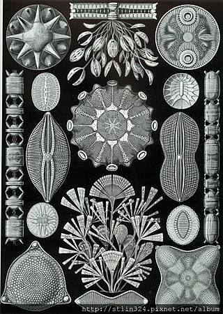 Haeckel_Diatomea.jpg