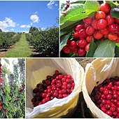 20111207 Cherry Haven