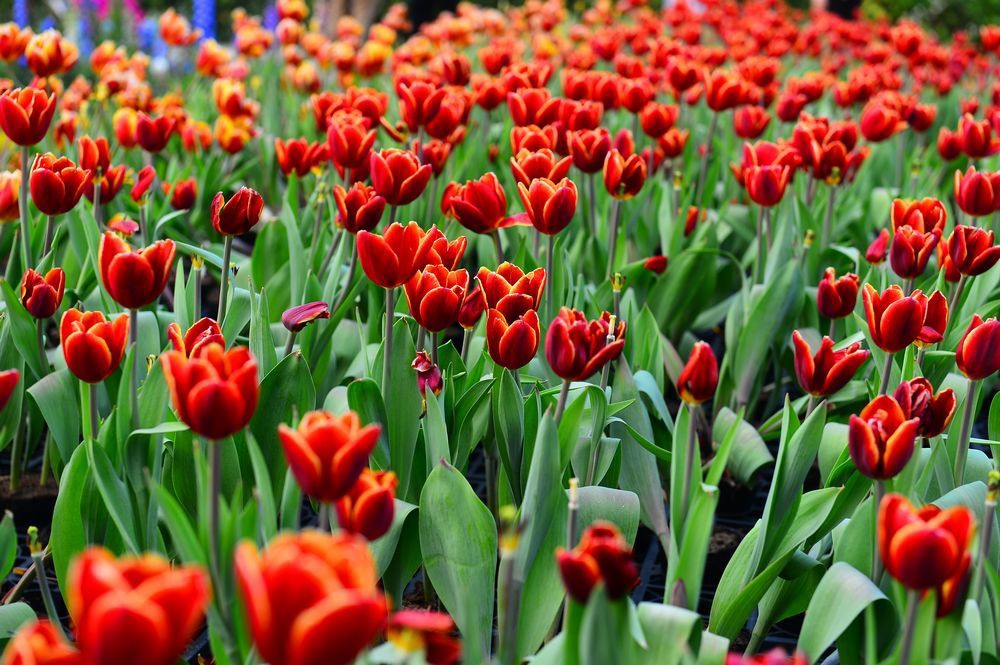 1531089f6083c6.jpg 1531089f6083c6.jpg