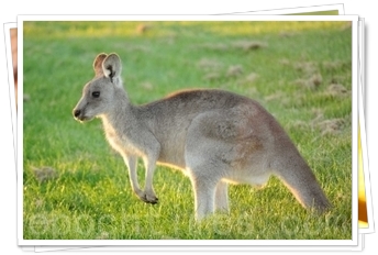 kangaroo_1.jpg