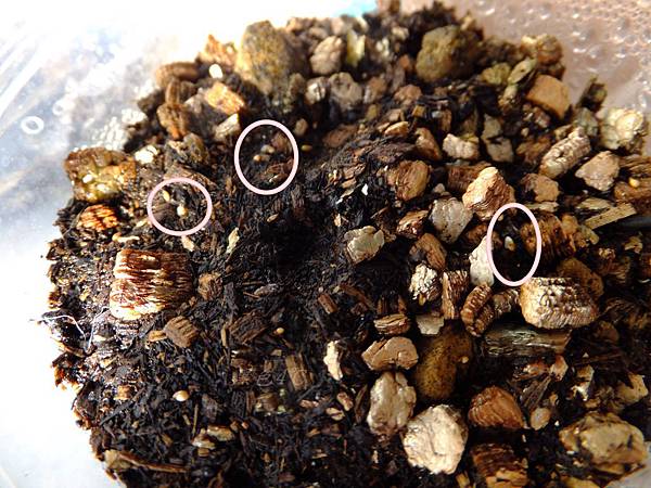 DSCF8631.JPG DSCF8631.JPG