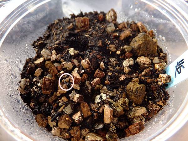 DSCF8632.JPG DSCF8632.JPG