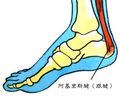 阿基里斯腱